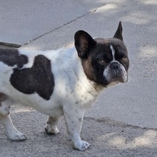 KUDU, Hund, Französische Bulldogge in Ungarn - Bild 2
