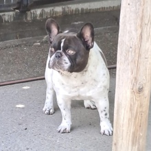 KUDU, Hund, Französische Bulldogge in Ungarn - Bild 3
