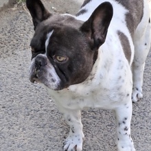 KUDU, Hund, Französische Bulldogge in Ungarn - Bild 4
