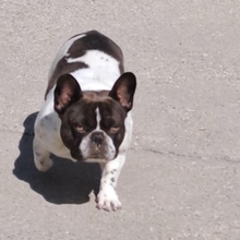 KUDU, Hund, Französische Bulldogge in Ungarn - Bild 5