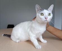 PISCIS, Katze, Europäisch Kurzhaar in Walshausen - Bild 1