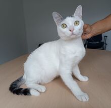 PISCIS, Katze, Europäisch Kurzhaar in Walshausen - Bild 10