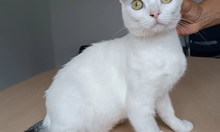 PISCIS, Katze, Europäisch Kurzhaar in Walshausen - Bild 11
