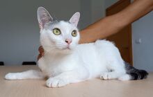 PISCIS, Katze, Europäisch Kurzhaar in Walshausen - Bild 2