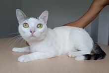 PISCIS, Katze, Europäisch Kurzhaar in Walshausen - Bild 3