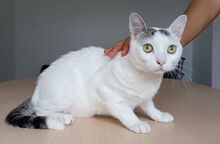 PISCIS, Katze, Europäisch Kurzhaar in Walshausen - Bild 4