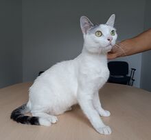 PISCIS, Katze, Europäisch Kurzhaar in Walshausen - Bild 5