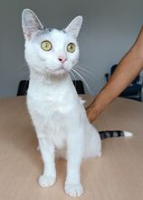 PISCIS, Katze, Europäisch Kurzhaar in Walshausen - Bild 8