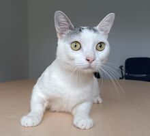 PISCIS, Katze, Europäisch Kurzhaar in Walshausen - Bild 9