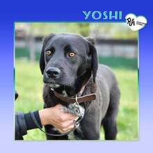 YOSHI, Hund, Mischlingshund in Bulgarien - Bild 1