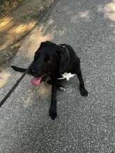 YOSHI, Hund, Mischlingshund in Bulgarien - Bild 10