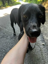 YOSHI, Hund, Mischlingshund in Bulgarien - Bild 3