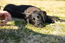 YOSHI, Hund, Mischlingshund in Bulgarien - Bild 4