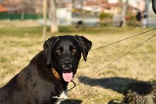 YOSHI, Hund, Mischlingshund in Bulgarien - Bild 5