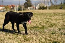 YOSHI, Hund, Mischlingshund in Bulgarien - Bild 6