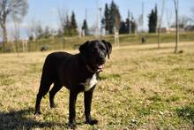 YOSHI, Hund, Mischlingshund in Bulgarien - Bild 7