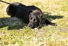 YOSHI, Hund, Mischlingshund in Bulgarien - Bild 8
