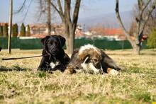 YOSHI, Hund, Mischlingshund in Bulgarien - Bild 9