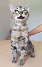 ANGEL, Katze, Europäisch Kurzhaar in Mühlacker - Bild 10