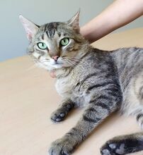 ANGEL, Katze, Europäisch Kurzhaar in Mühlacker - Bild 11