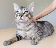ANGEL, Katze, Europäisch Kurzhaar in Mühlacker - Bild 2