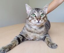 ANGEL, Katze, Europäisch Kurzhaar in Mühlacker - Bild 3