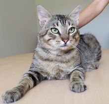 ANGEL, Katze, Europäisch Kurzhaar in Mühlacker - Bild 4