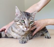 ANGEL, Katze, Europäisch Kurzhaar in Mühlacker - Bild 5