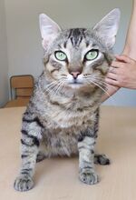 ANGEL, Katze, Europäisch Kurzhaar in Mühlacker - Bild 6