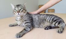 ANGEL, Katze, Europäisch Kurzhaar in Mühlacker - Bild 8