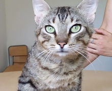ANGEL, Katze, Europäisch Kurzhaar in Mühlacker - Bild 9