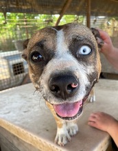 MOLLY, Hund, Mischlingshund in Ungarn - Bild 1