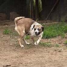 MOLLY, Hund, Mischlingshund in Ungarn - Bild 10