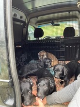 MOLLY, Hund, Mischlingshund in Ungarn - Bild 11