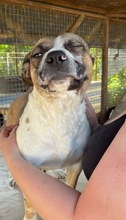 MOLLY, Hund, Mischlingshund in Ungarn - Bild 2