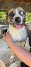 MOLLY, Hund, Mischlingshund in Ungarn - Bild 3