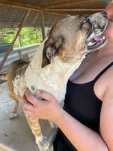 MOLLY, Hund, Mischlingshund in Ungarn - Bild 4