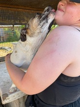 MOLLY, Hund, Mischlingshund in Ungarn - Bild 5