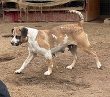 MOLLY, Hund, Mischlingshund in Ungarn - Bild 6