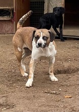 MOLLY, Hund, Mischlingshund in Ungarn - Bild 7