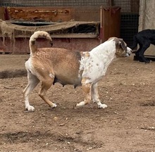 MOLLY, Hund, Mischlingshund in Ungarn - Bild 8
