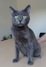 HUERTO, Katze, Russisch Blau in Schiffweiler - Bild 10
