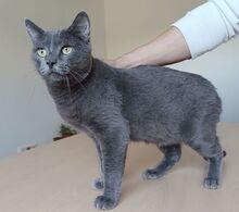 HUERTO, Katze, Russisch Blau in Schiffweiler - Bild 11