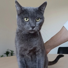 HUERTO, Katze, Russisch Blau in Schiffweiler - Bild 12