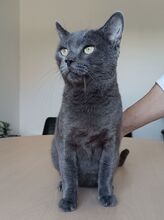 HUERTO, Katze, Russisch Blau in Schiffweiler - Bild 13