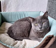 HUERTO, Katze, Russisch Blau in Schiffweiler - Bild 15
