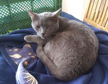 HUERTO, Katze, Russisch Blau in Schiffweiler - Bild 16