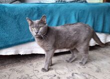 HUERTO, Katze, Russisch Blau in Schiffweiler - Bild 17
