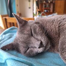 HUERTO, Katze, Russisch Blau in Schiffweiler - Bild 18