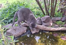 HUERTO, Katze, Russisch Blau in Schiffweiler - Bild 2